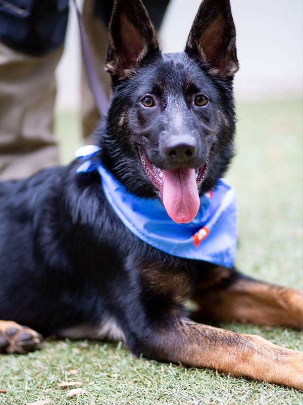 A black dog with blue bandanna laying on the grass.