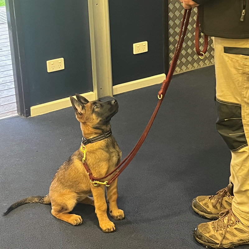 A dog sitting on the ground with its head up and leash.