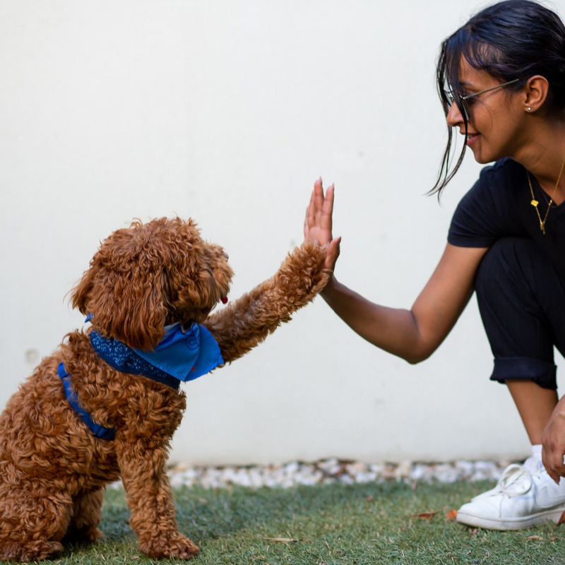 A woman giving a high five to a dog.