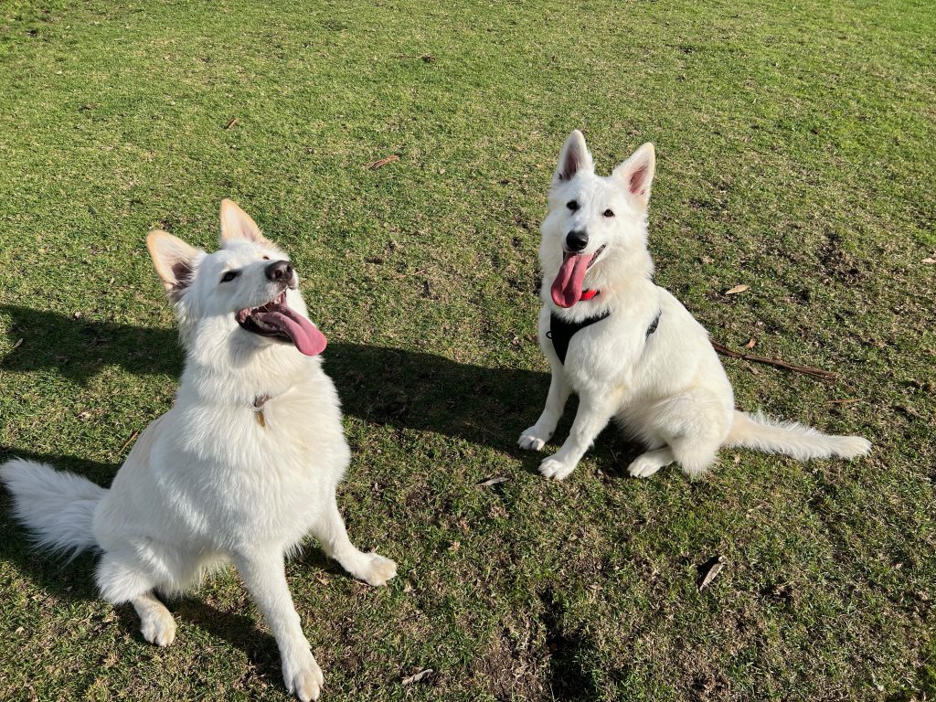 Two white dogs sitting in a field with one dog licking its lips.